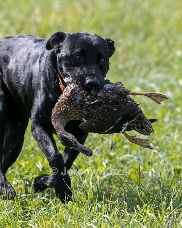 Brutus Culbertson