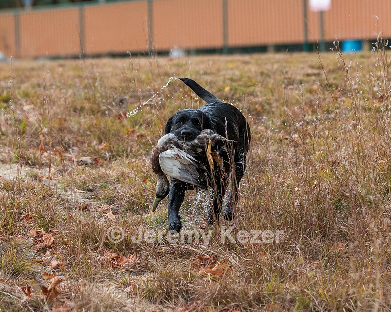 Glenforest's Pique Dame JH (Chloe)