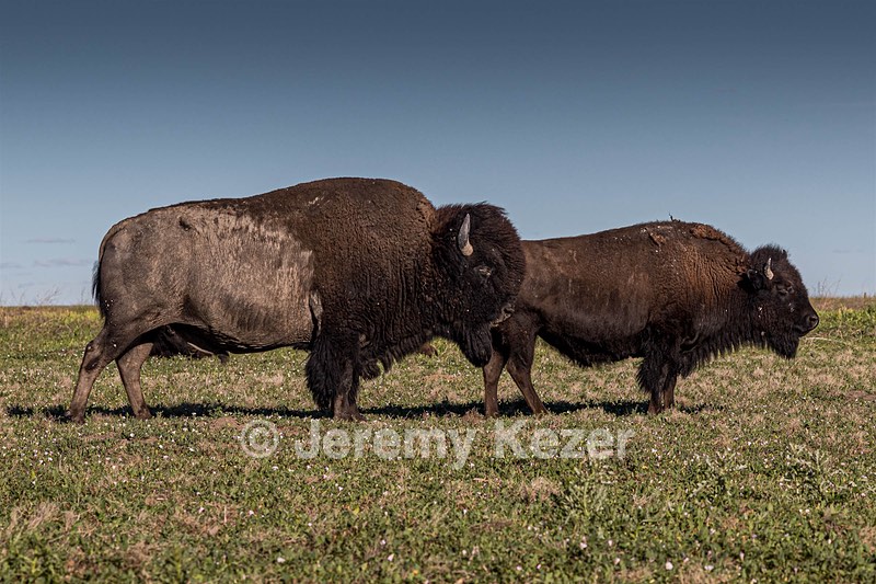 Bison, Badlands National Park, South Dakota