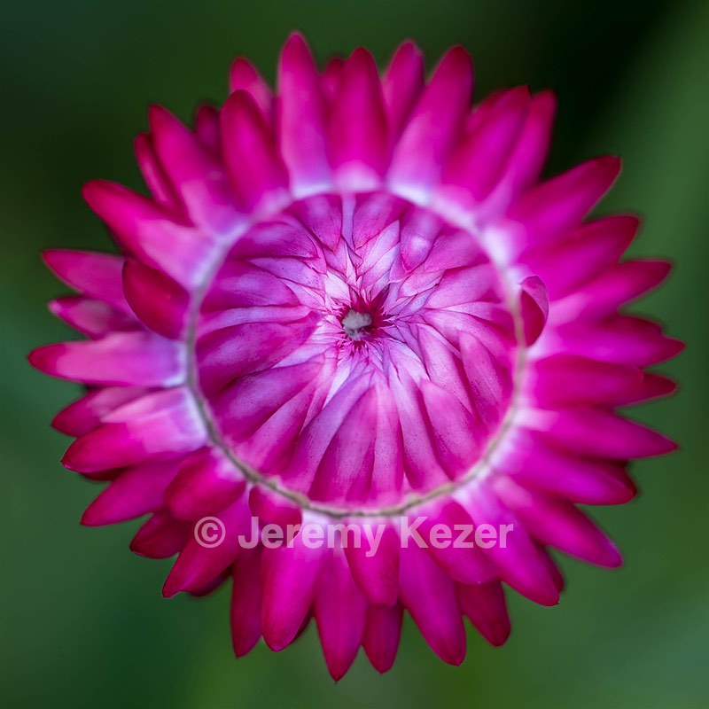 Strawflowers, Massachusetts