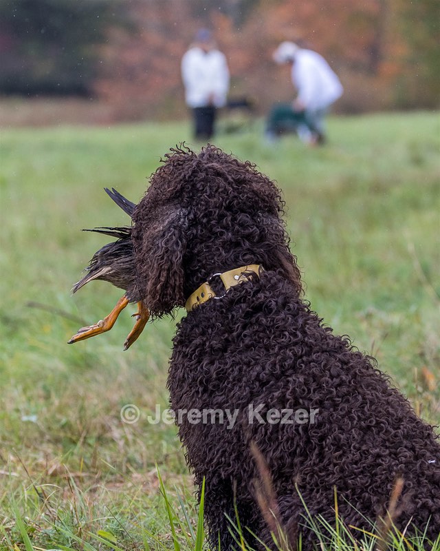 Arrow Kezer