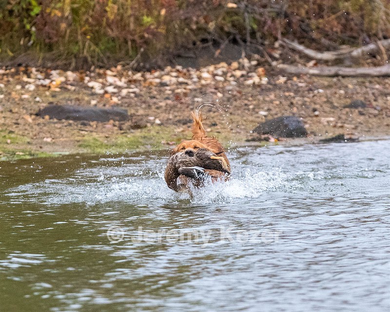 Canoe