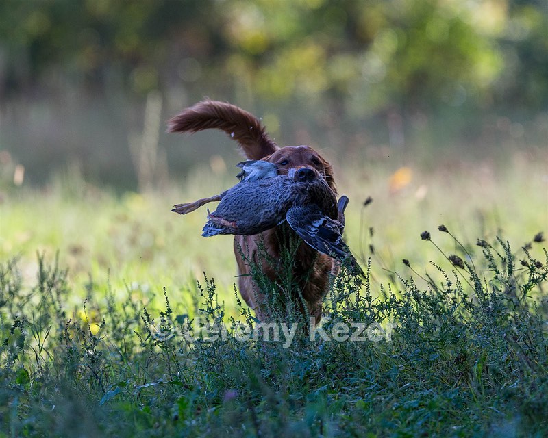 Buffy Grivas