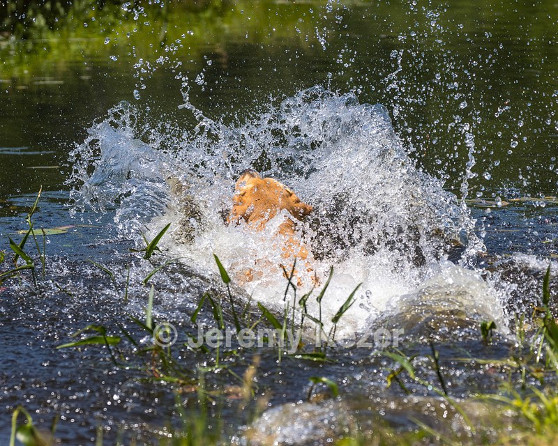 Trout Cosgrove