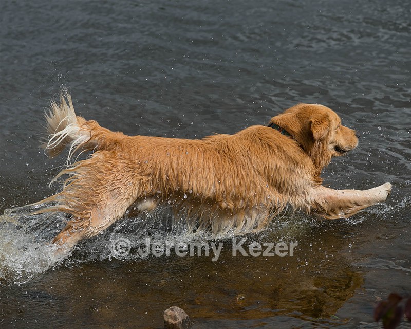Opie