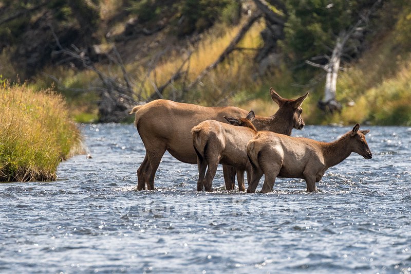 Yellowstone National Park