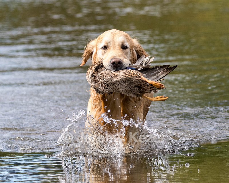 Ghillie Deresienska
