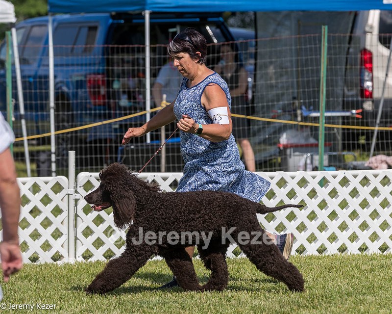 43 - GCH CH Chantico's Shelter From The Storm CD RA MX AXJ MXP2 MJP2 MJPB XF DS (Reef)
