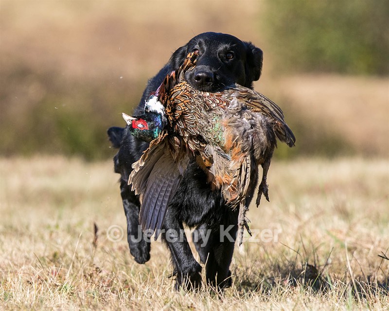 Hunter