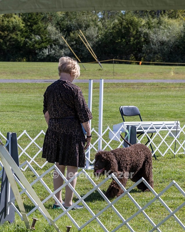 GCH CH CASTLEHILL'S RAMBLIN' RAFAEL O'CRISPIN BN (Rafi)
