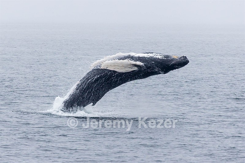 Northern Right Whales, Gloucester, Massachusetts