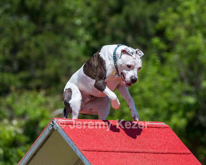 Milo Vetrano