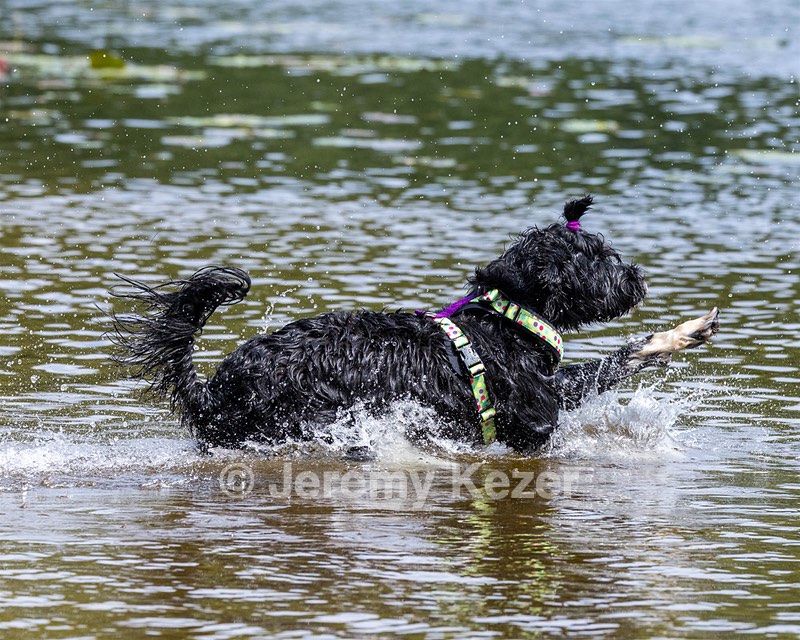 Dottie Notestine