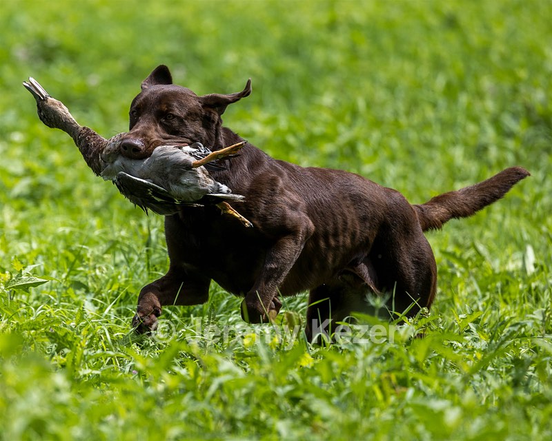 Moose Molle