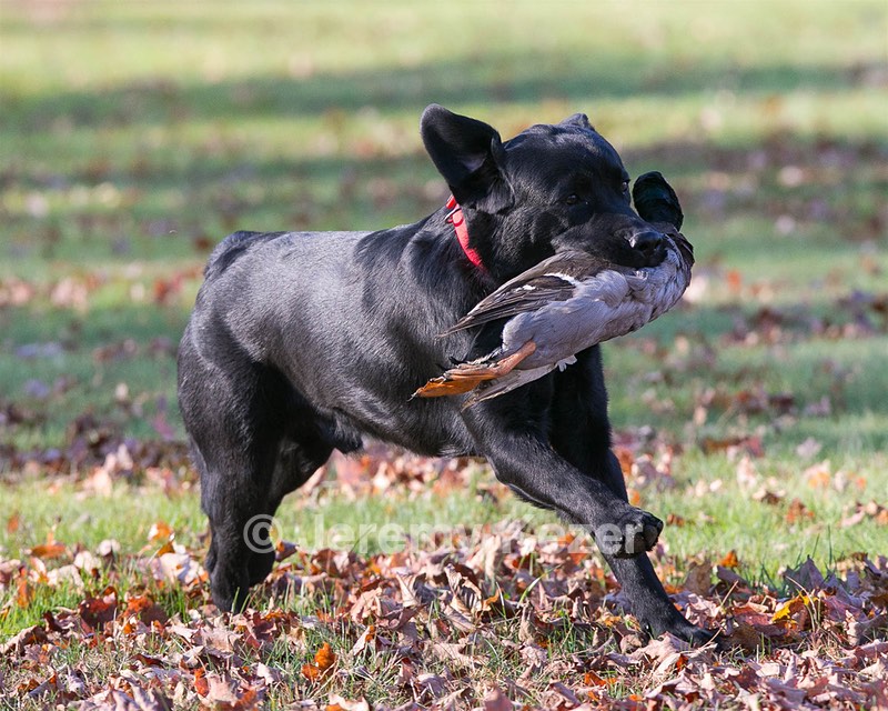 Caper