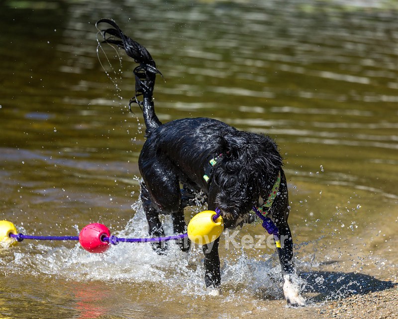 Dottie Notestine