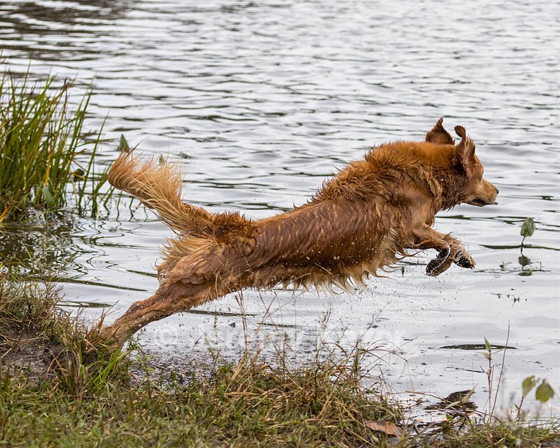 Tiger McCluer