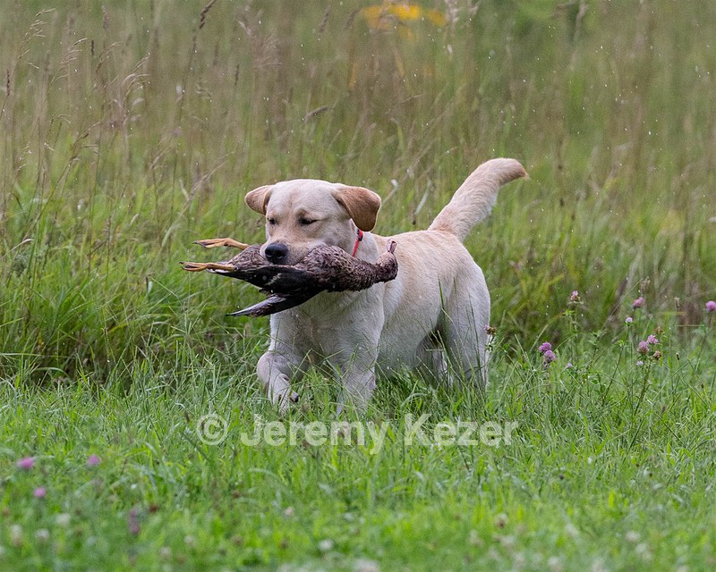 KODA Hess