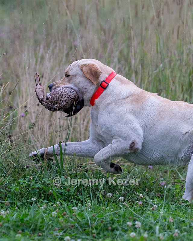 KODA Hess