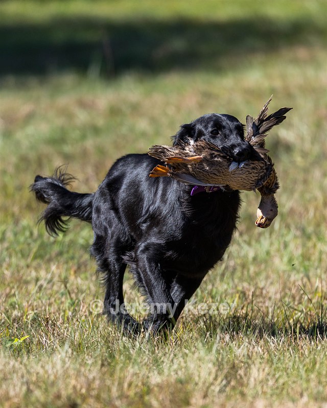 Test Dog