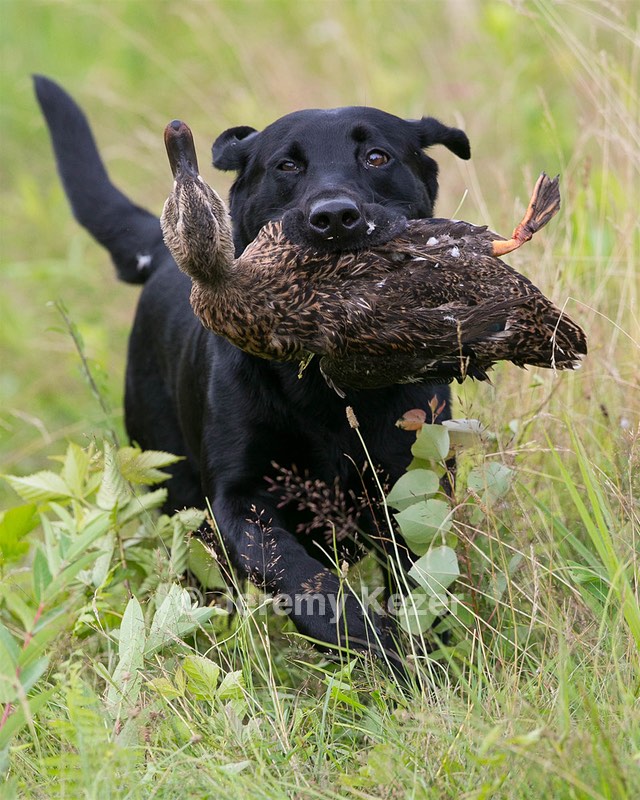 Ruger Collins