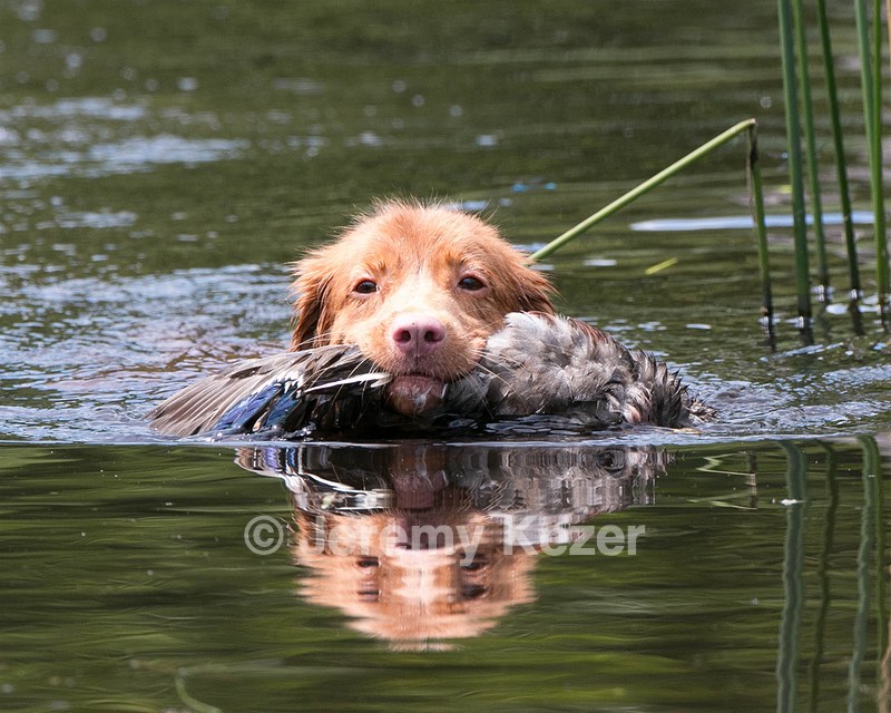 Nadia Scarpino