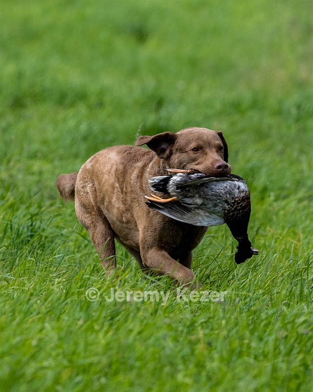 Hunter Law