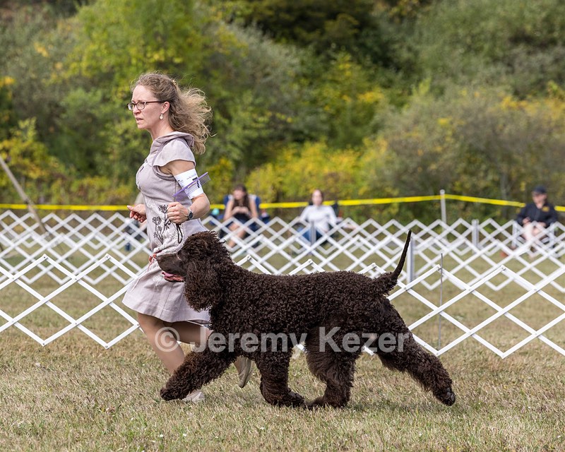 07 - GCH Castlehill's Ramblin' Rafael O'Crispin BN RA (Raffie)