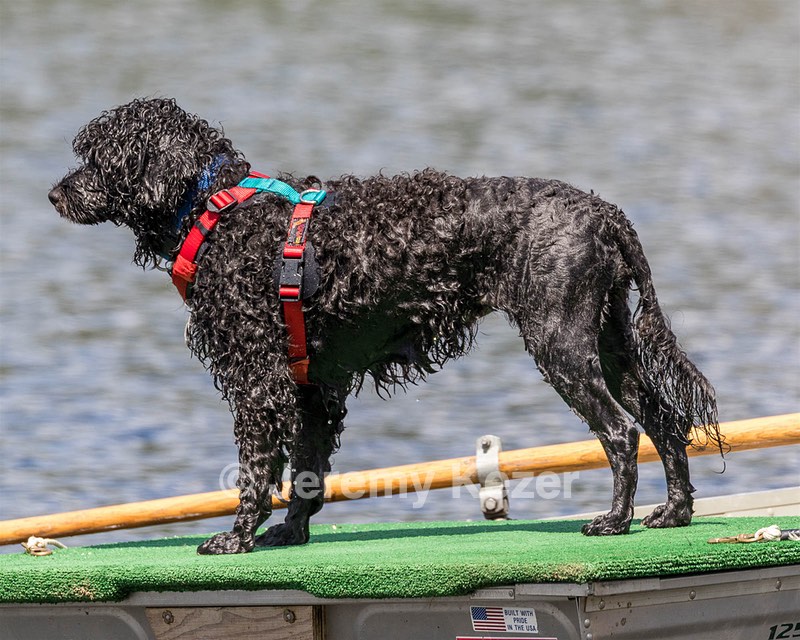 Nauti