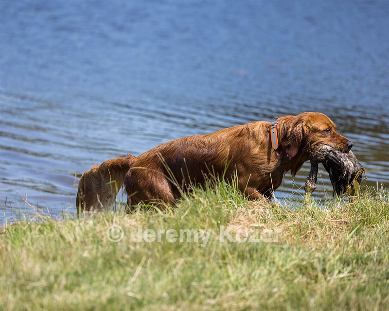 Ida McAndrew