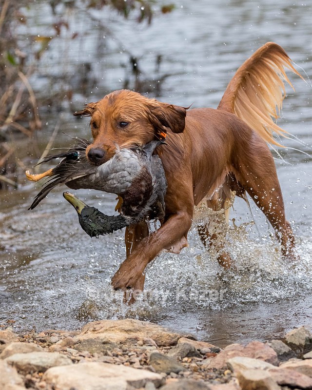 Huckleberry