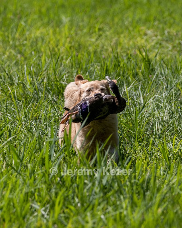Sedge Houston