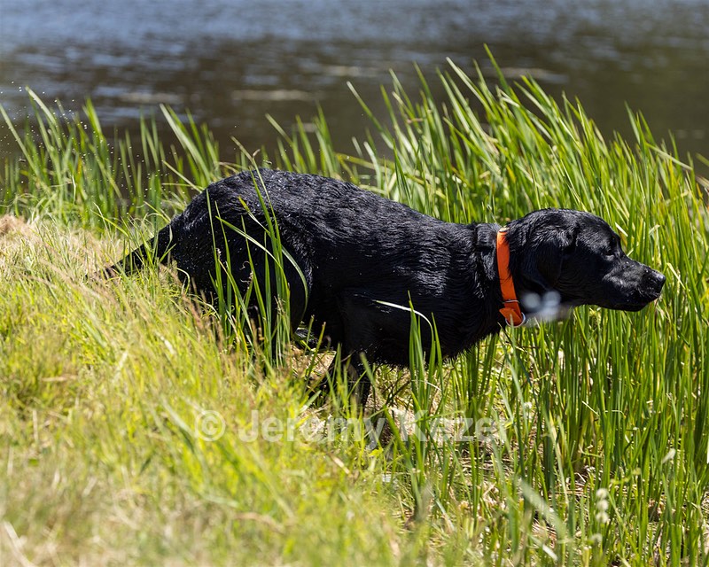 Buster Lobley