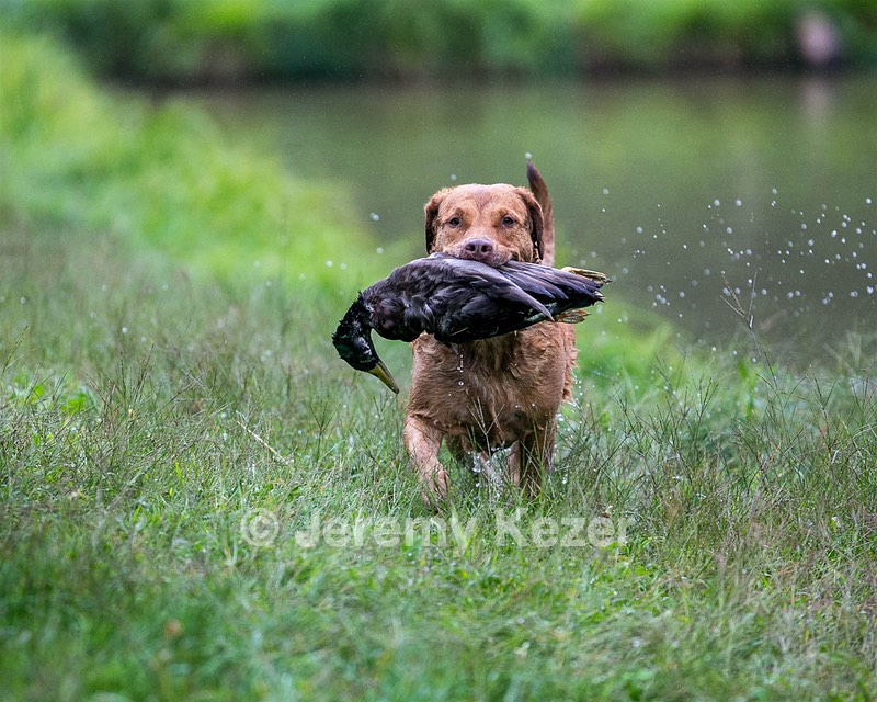 Tess