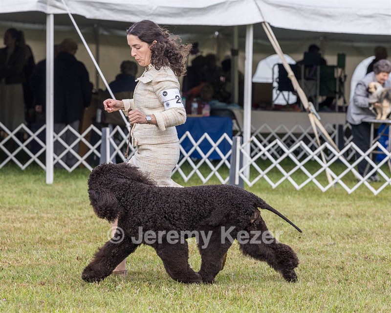 20 - GCHS CH POOLE'S IDE SAY NO MORE OHS CD RE JH DS (Simone)