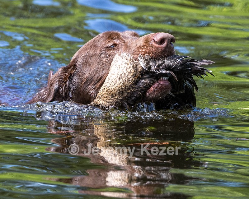 Moose Molle