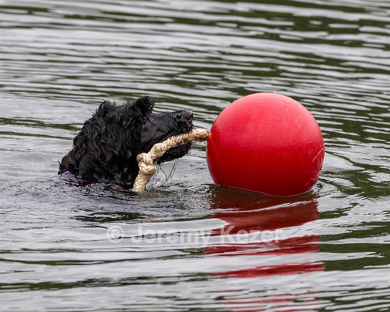 Boaty Bellicose