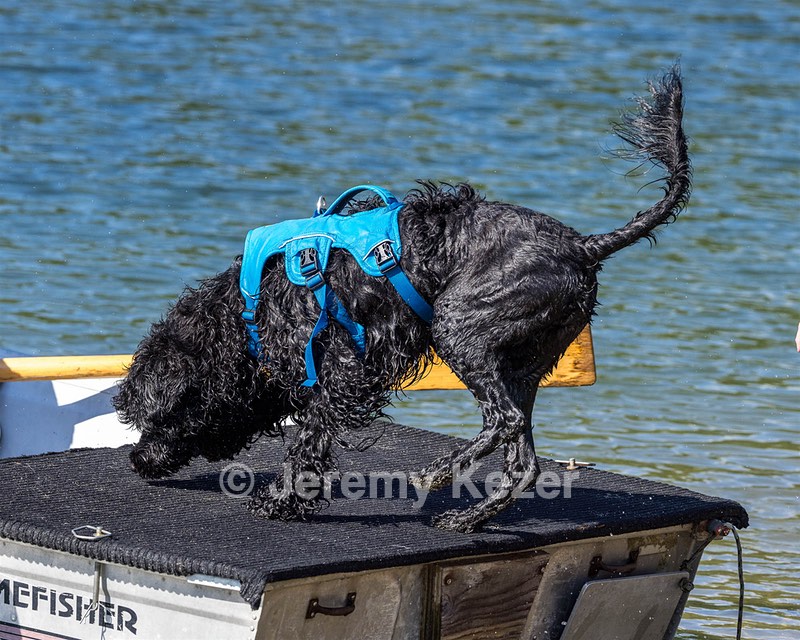 Boaty Belicose