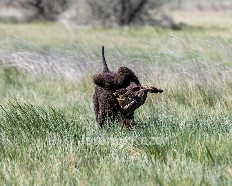 Ghillie