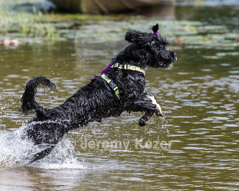 Dottie Notestine