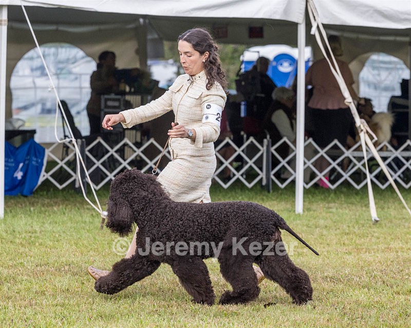 20 - GCHS CH POOLE'S IDE SAY NO MORE OHS CD RE JH DS (Simone)