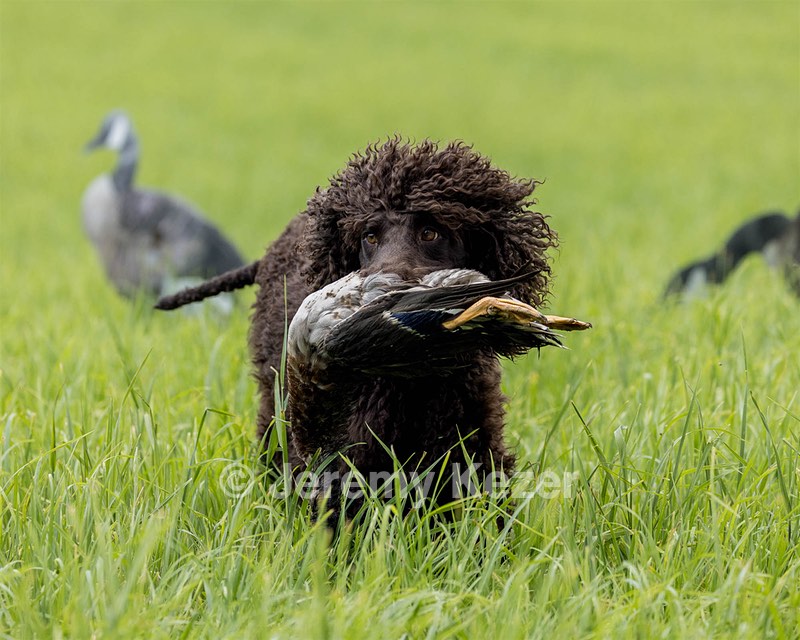 Ghillie Kezer