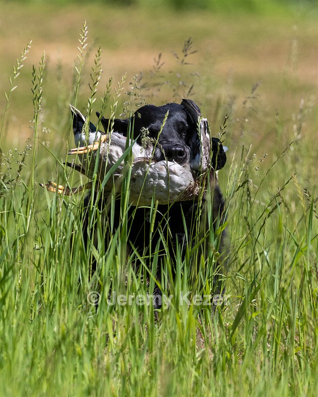 Ruger Bodine