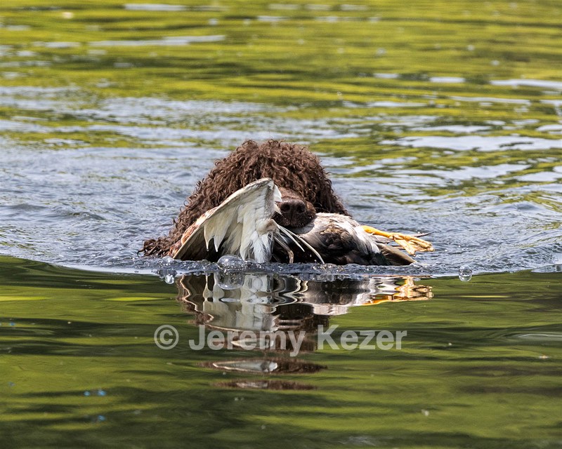 Ghillie Kezer