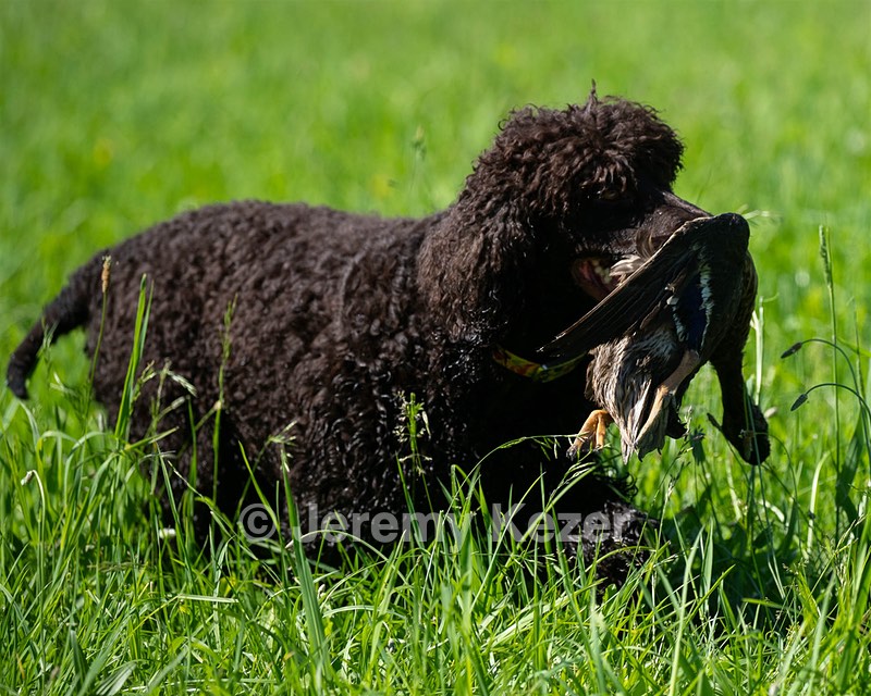 Ghillie Kezer