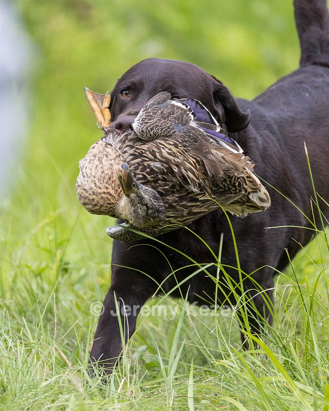 Otter Henry