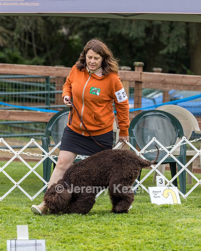 2304 - GCH CH BREKKON'S FIRST MARK BN RN CGC TKN (Hunny)