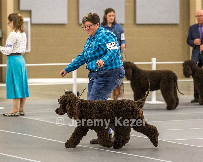 204 - CH Brekkon’s Brown Eyed Girl At Flintcrest DJ CGC TKN FTI