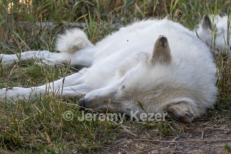 Grizzly & Wolf Discovery Center, West Yellowstone