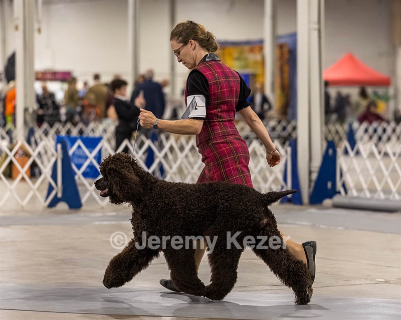12 - GCH EPIK'S IN OMNIA PARATUS CGC ATT BCAT (Myna)